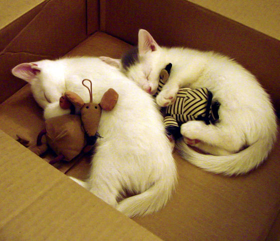 亚洲羽坛双响炮，马来西亚队惊天逆转泰国队，戴资颖状态火热再证女单霸权