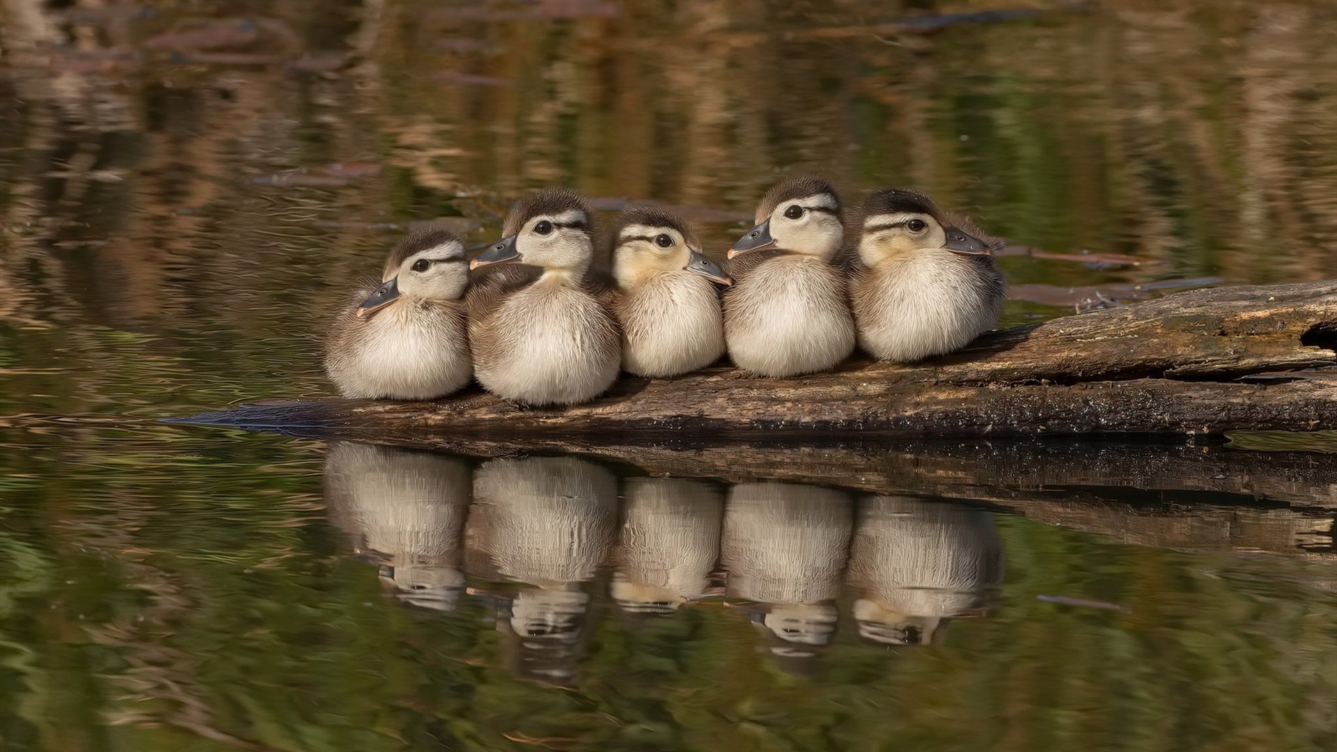 黑色球衣，白色火焰，当王皓的统治力成为一座孤岛