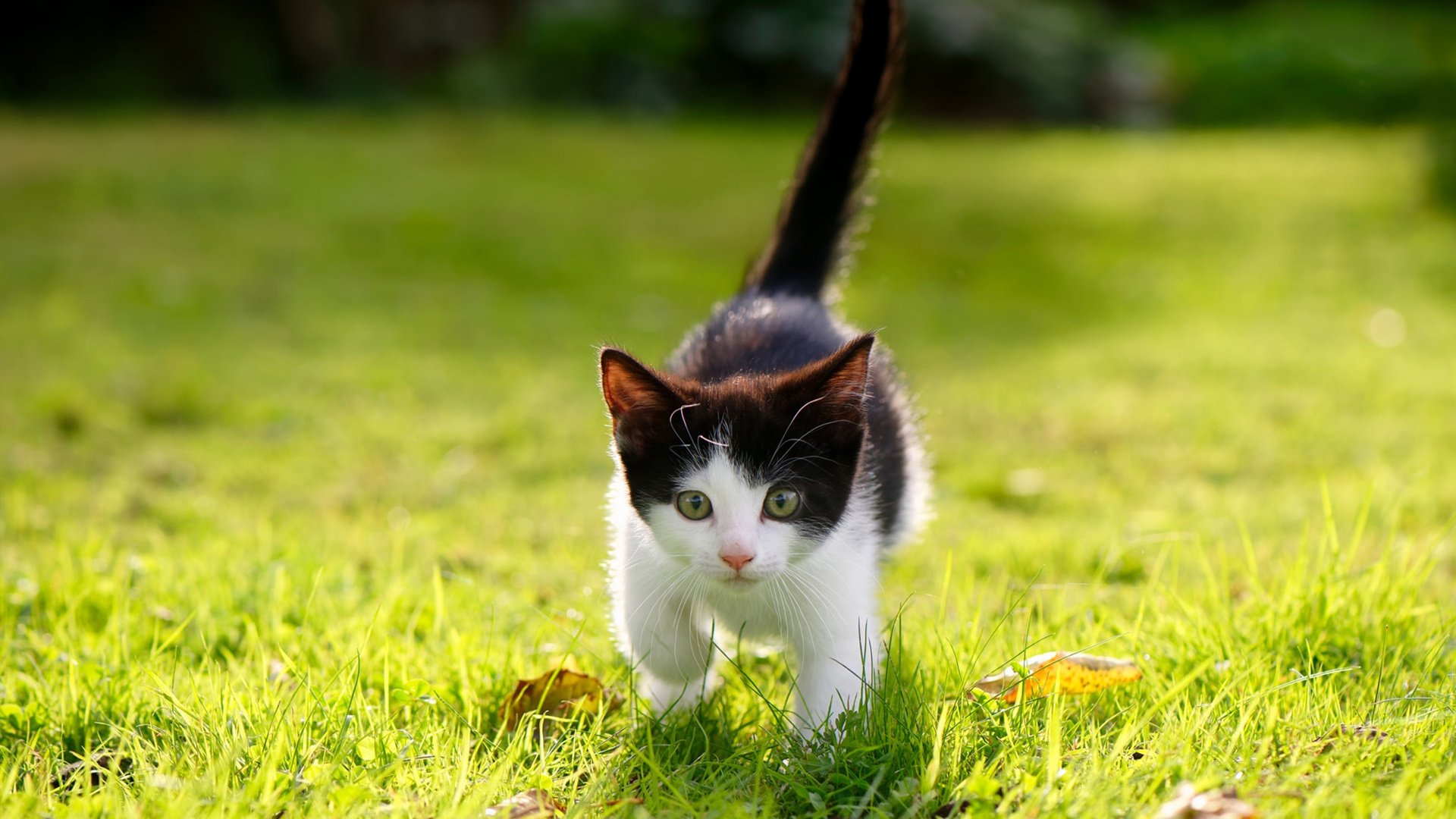 戴维斯杯如何彻底碾压澳网,辛纳点燃的,是网球真正的回归