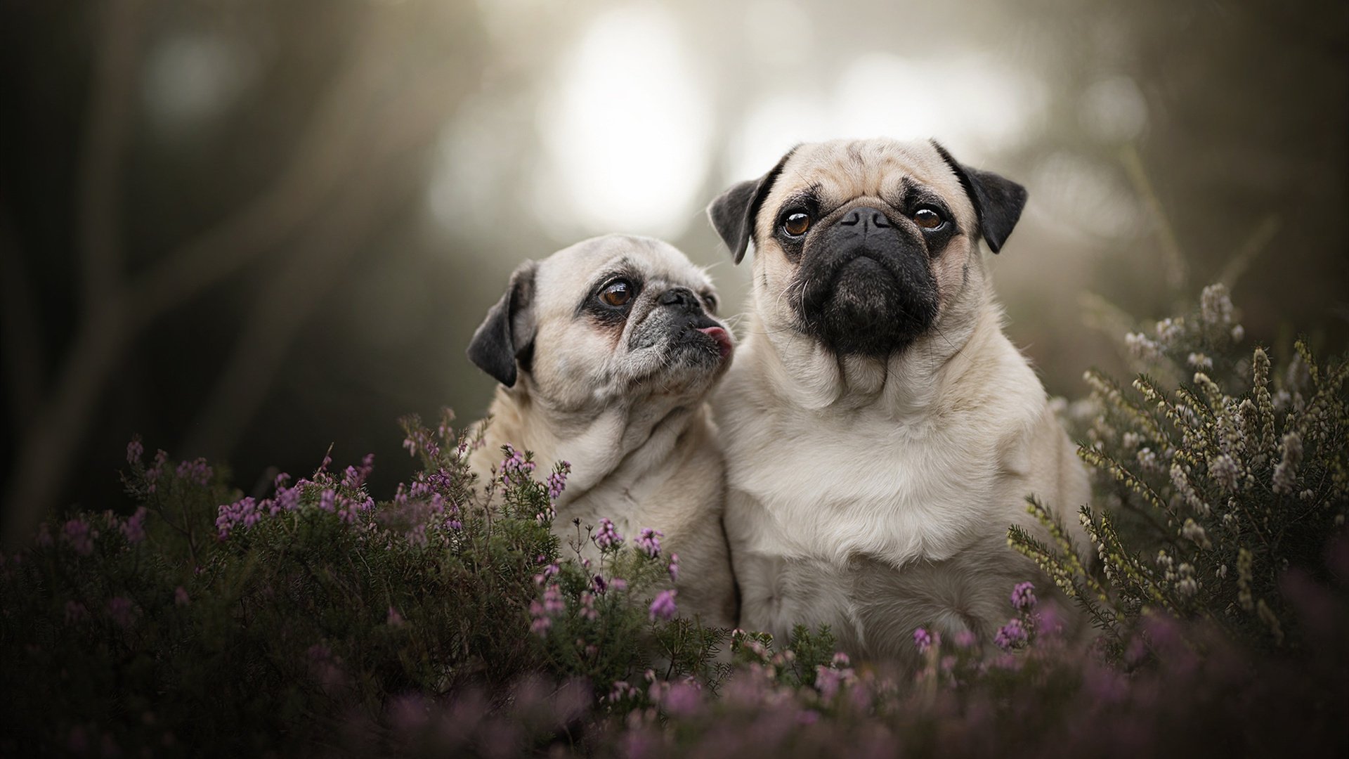 赛道烽烟，红牛二队鏖战雷诺，诺里斯一骑绝尘破宿命