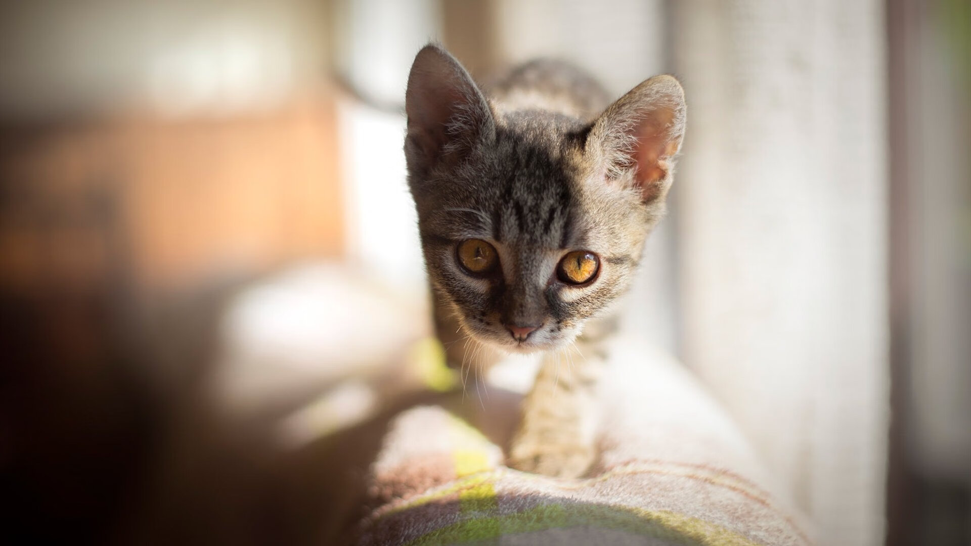 新主人，若日尼奥在美加墨的琴键上，为波兰奏响胜利