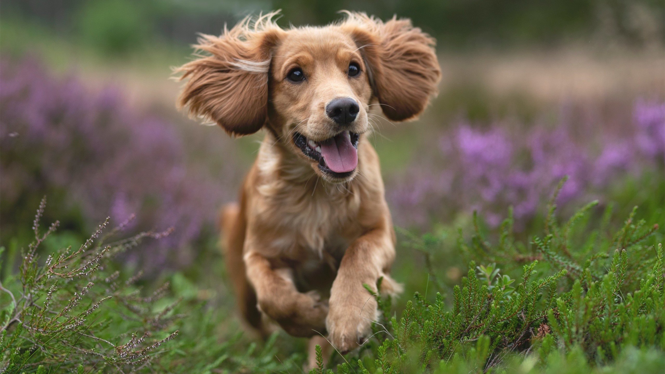 黑马踏碎紫金殿，奥兰多魔术如何用体系篮球击溃湖人巨星阵