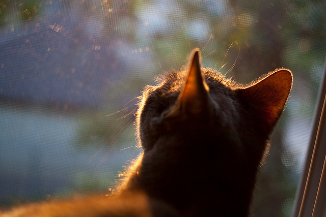 从英超精密仪器到非洲手术刀，稳定性的南北双线叙事
