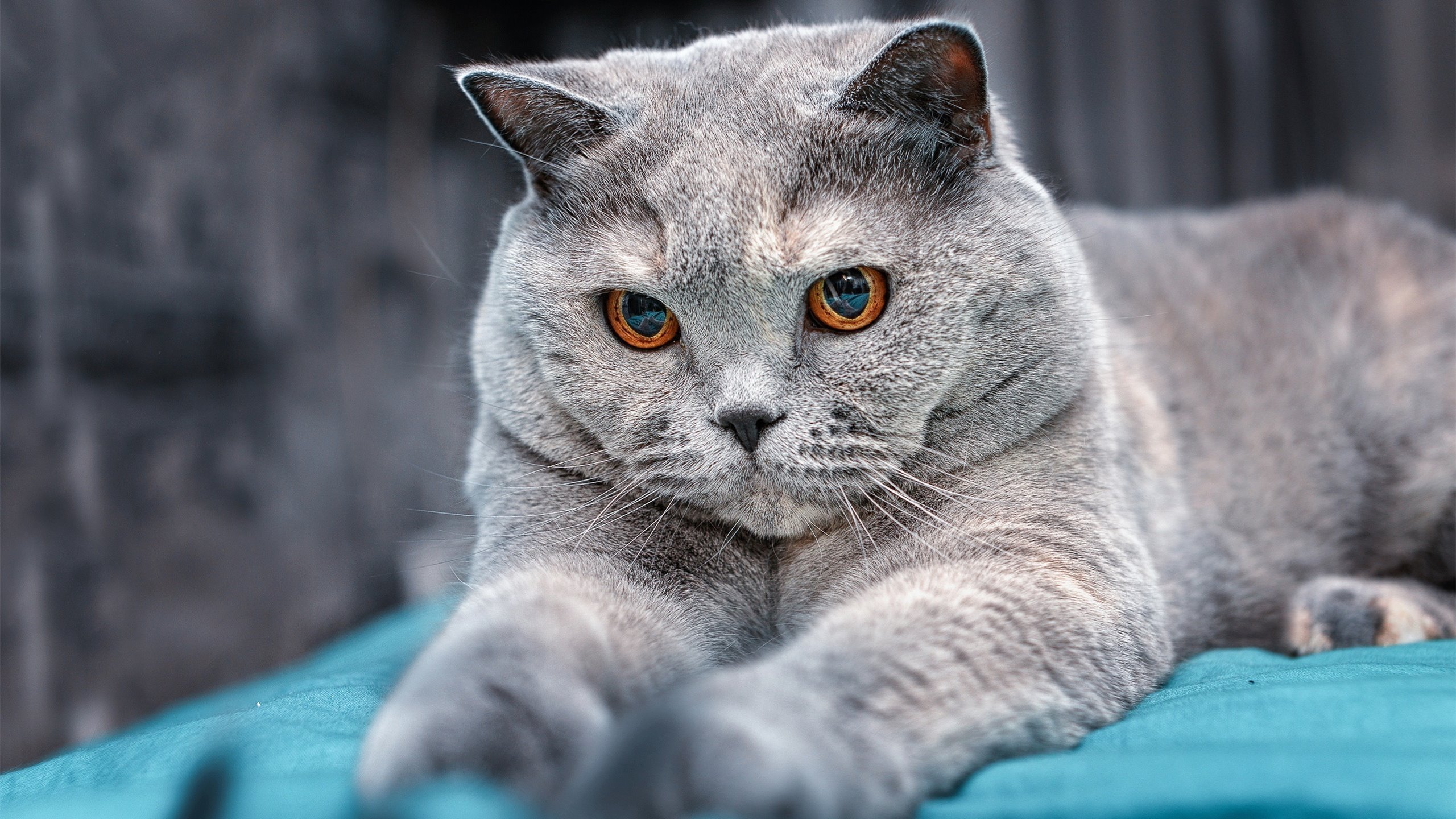 幻梦对决，当玻利维亚在安菲尔德约战利物浦，凯恩终成破局之光