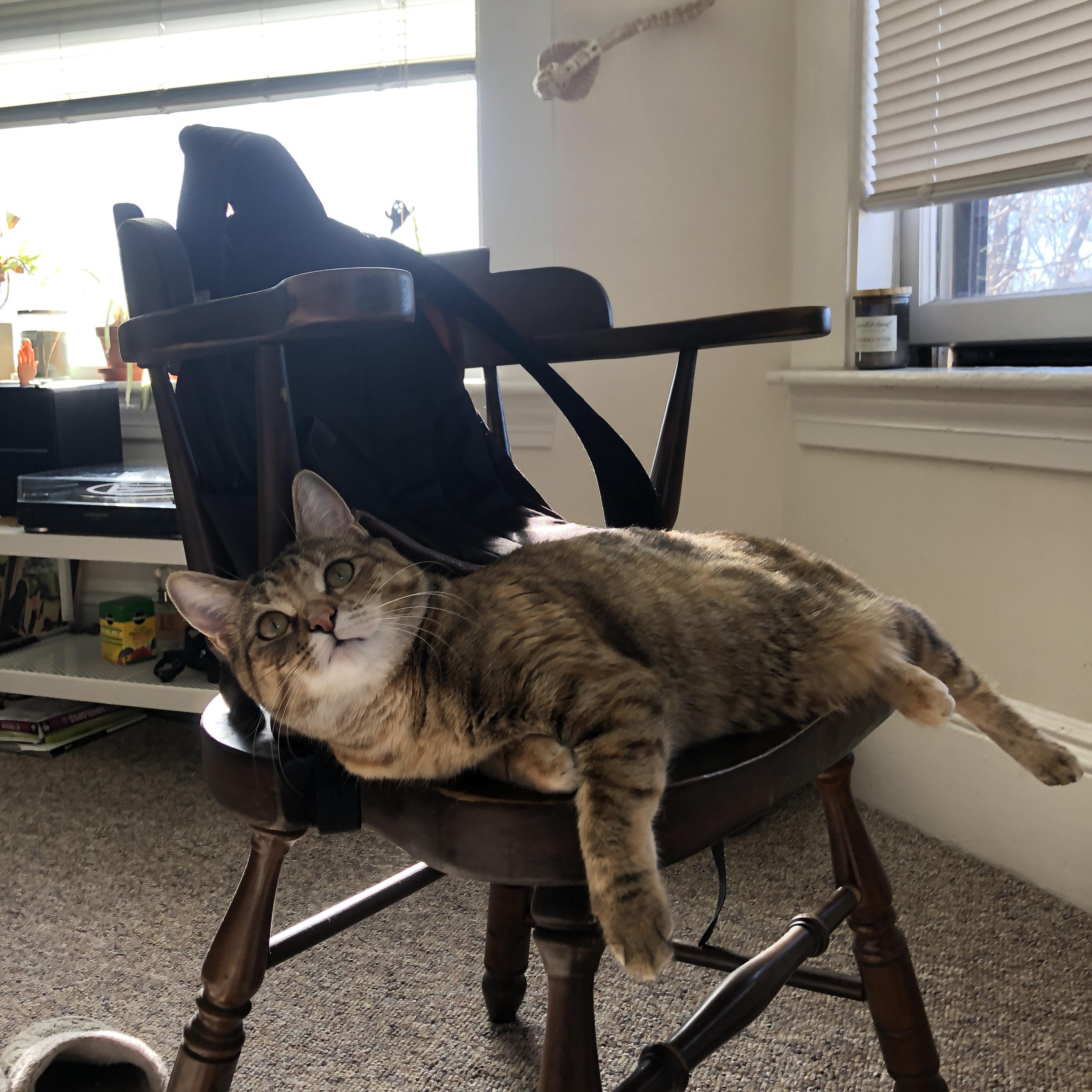 2026世界杯启示录,当安哥拉的铁血防线遇上莱比锡的基因,卡拉斯科以酋长之姿接管比赛