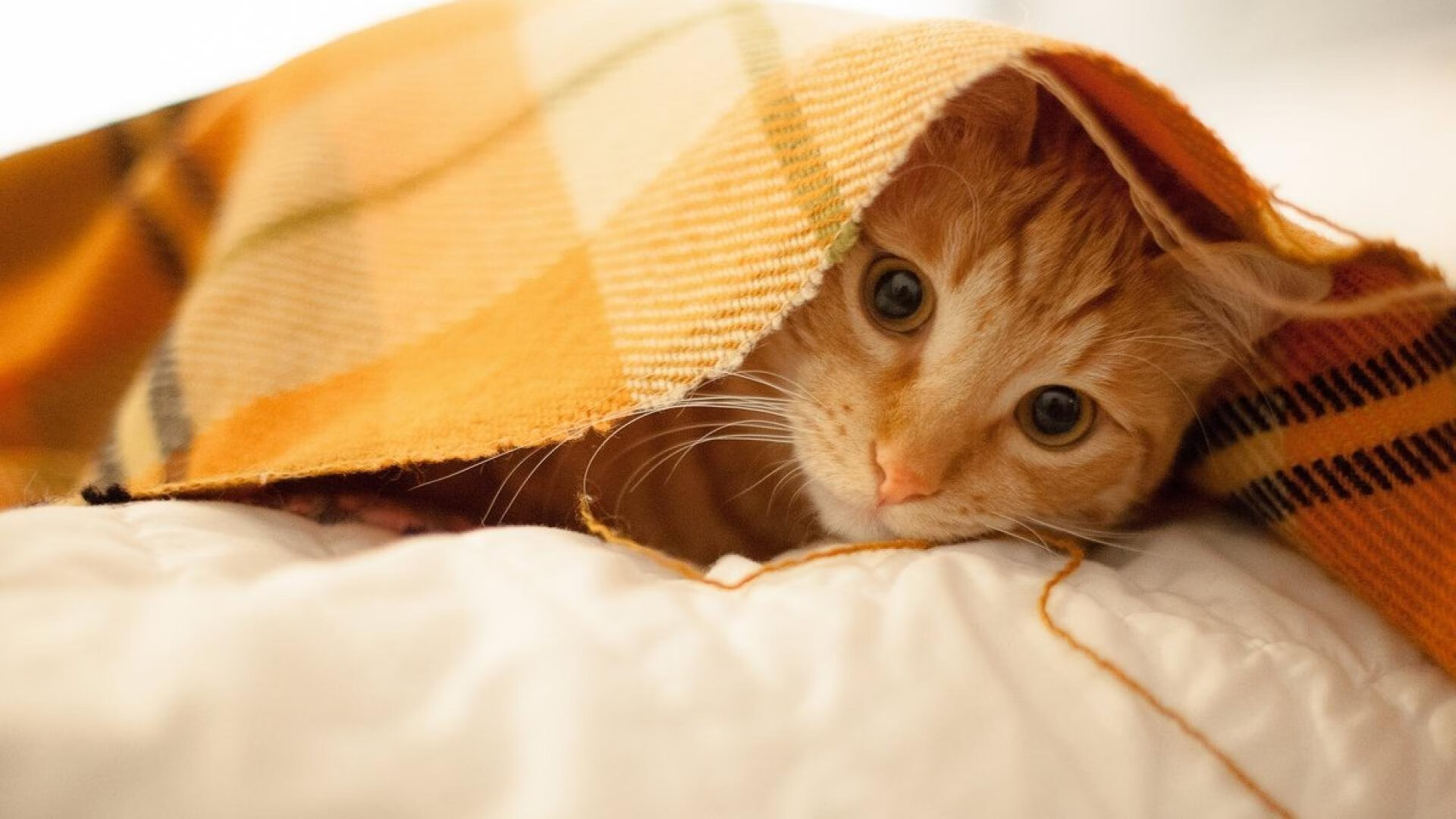 季后赛式决战，卢卡库接管比赛，国际米兰力克哥伦比亚夺冠