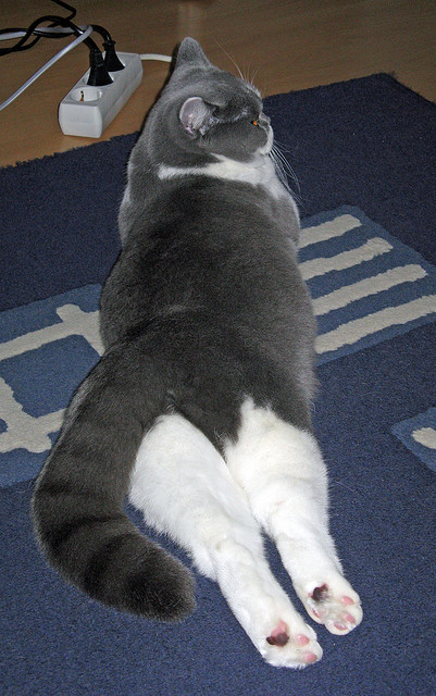 速度与对抗的双重交响,巴林赛道与波士顿球馆的竞技风暴