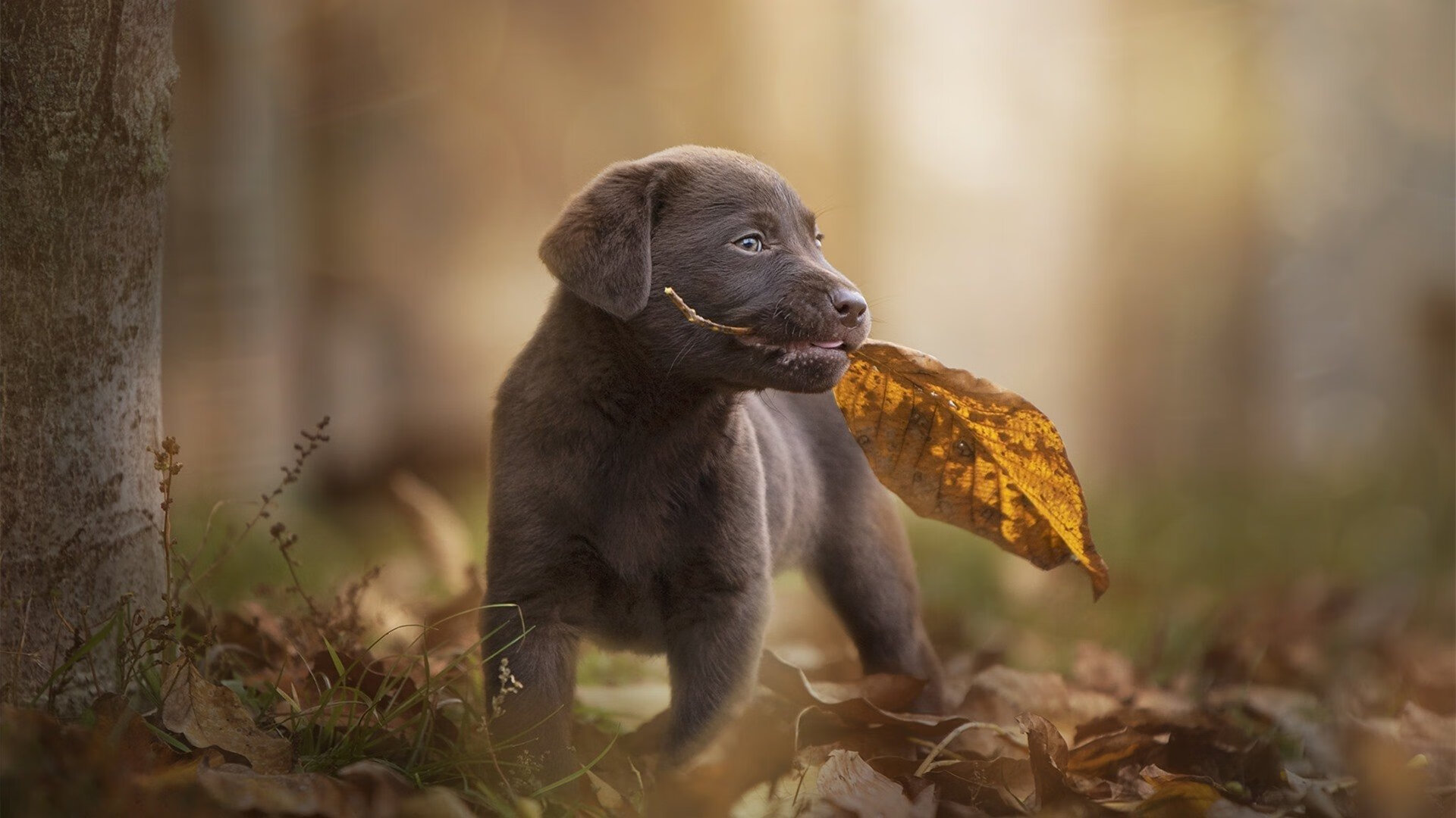 当非洲雄狮咆哮于伯纳乌，喀麦隆的末节闪电与皮克的跨海接管