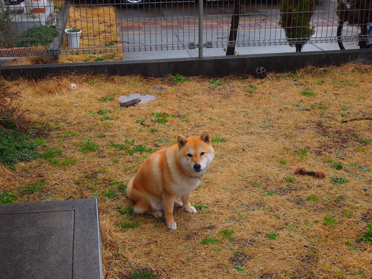 史上最诡异对决，当雷霆轻取黄蜂，F1街道赛的永恒谜题