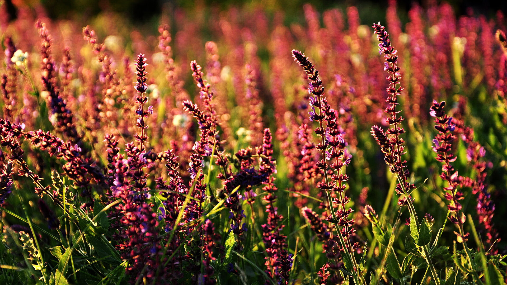 双重战场，李刚仁进球时，乌克兰在罗马走廊的生死突围