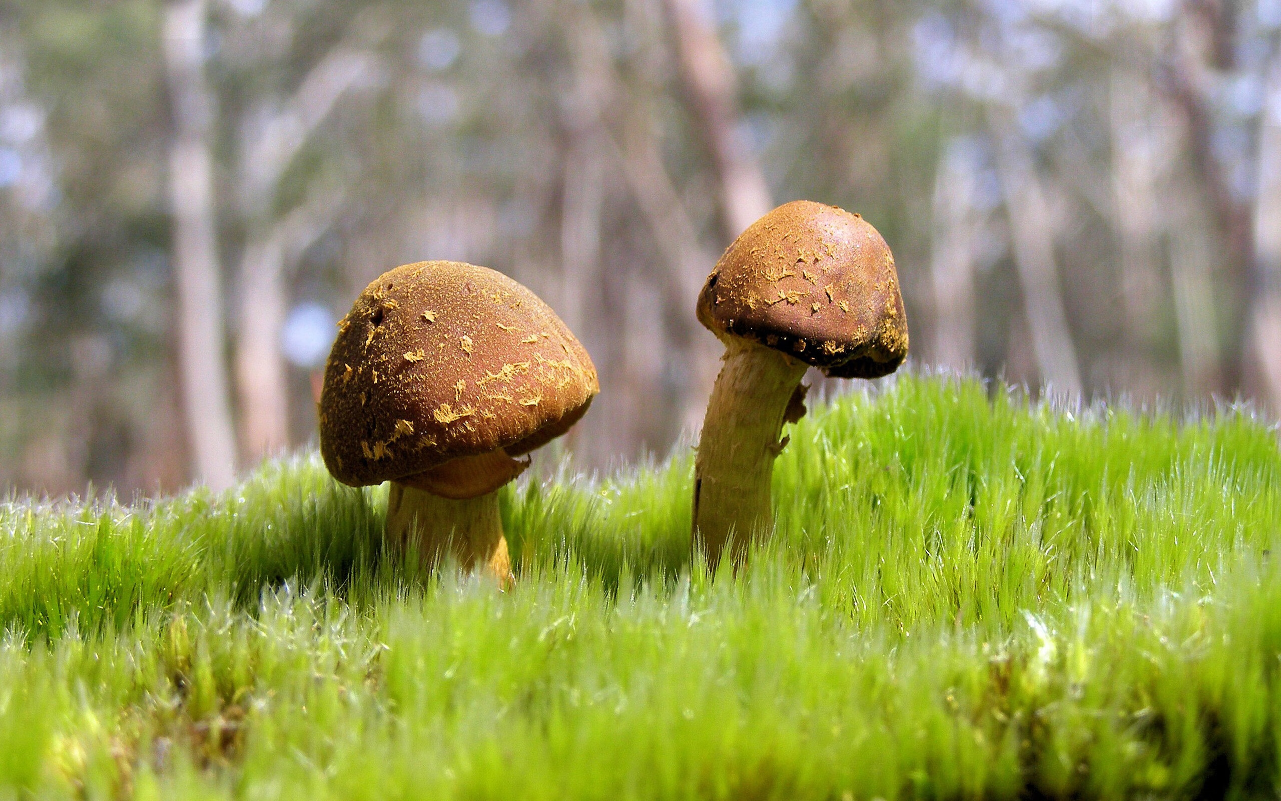 中场大脑与铁血军团，赖斯掌控比赛走向，乌克兰正面击溃波兰