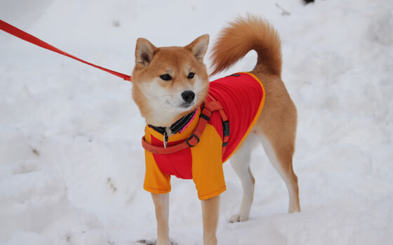 黑暗中的灯塔，浓眉用错误的传球照亮76人胜利之路