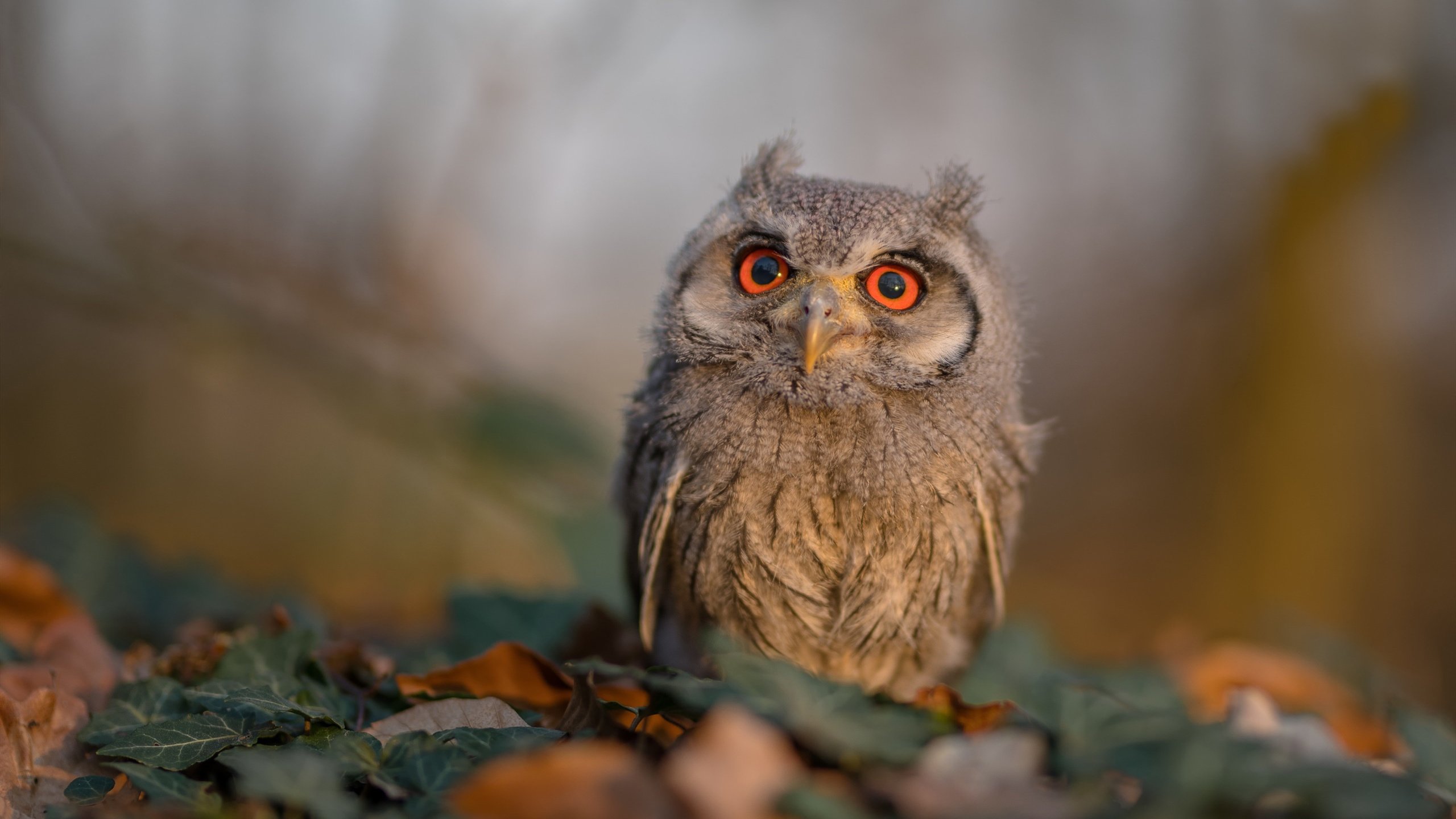 爱游戏入口-马德里双线诠释统治力，皇马战术窒息贝蒂斯，伊萨克在赛道上完成超车方程式