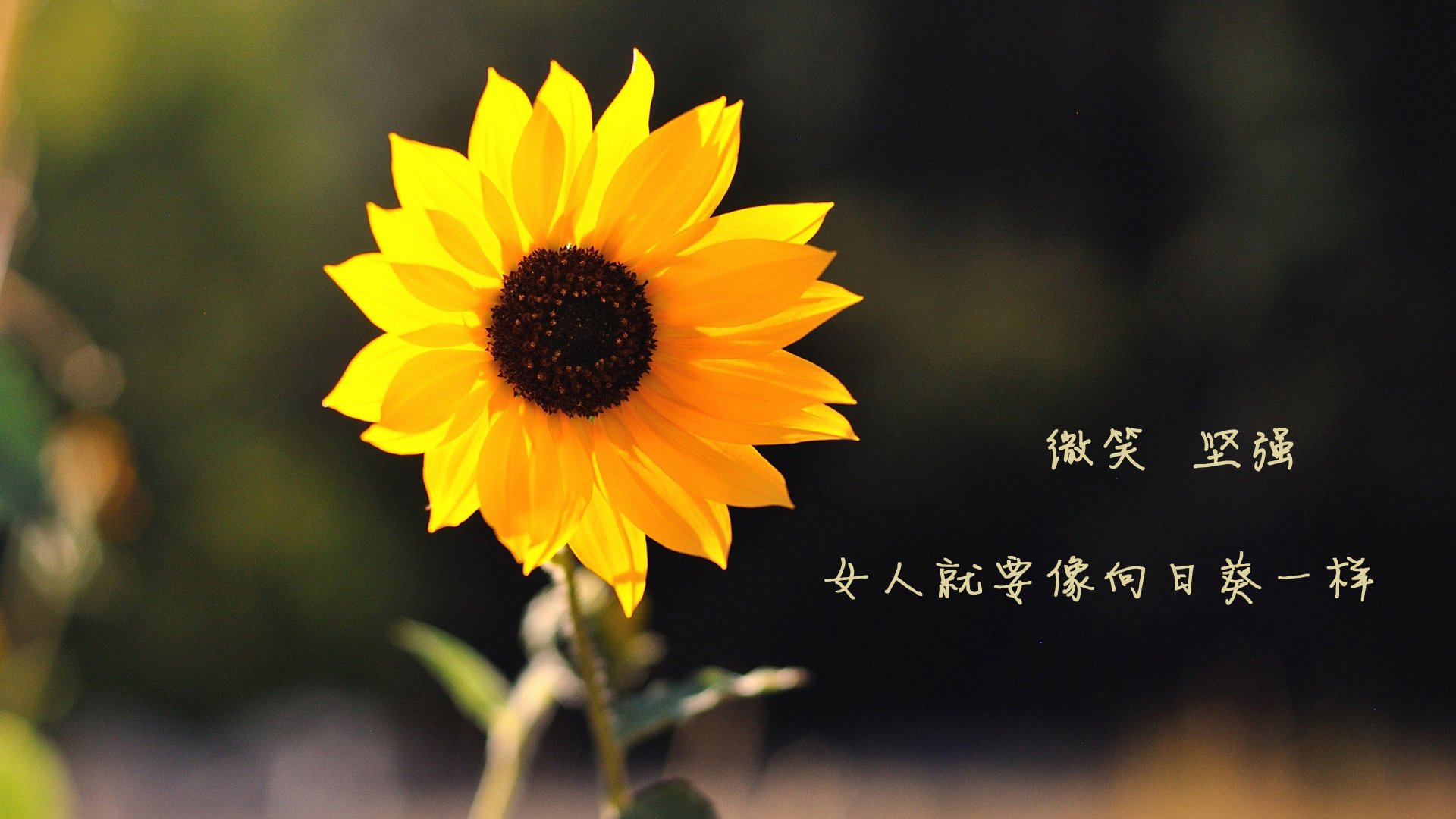 星条旗的荣光,2026世界杯G组,美国完胜英格兰,巴雷拉演绎加勒比狂飙
